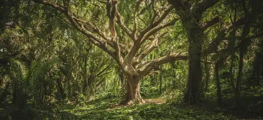 An ancient-looking tree stands in the clearing of a forest. Its branches stretch to the top of the frame, giving the illusion of reaching to the sky, inspiration for the tree of life pendant 