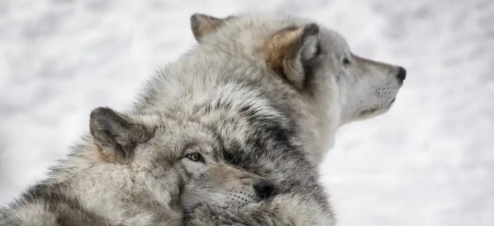 A picture of two wolves in the snow. One wolf has its paw and head resting on the other, who looks away from the camera.
